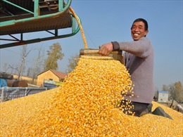Trung Quốc chú trọng thu mua và tích trữ lương thực 